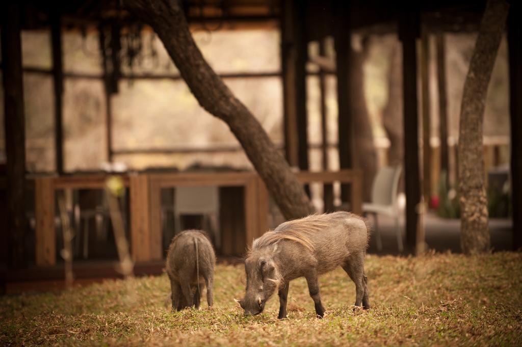 Moditlo River Lodge Hoedspruit Ngoại thất bức ảnh
