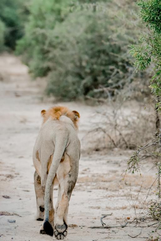Moditlo River Lodge Hoedspruit Ngoại thất bức ảnh