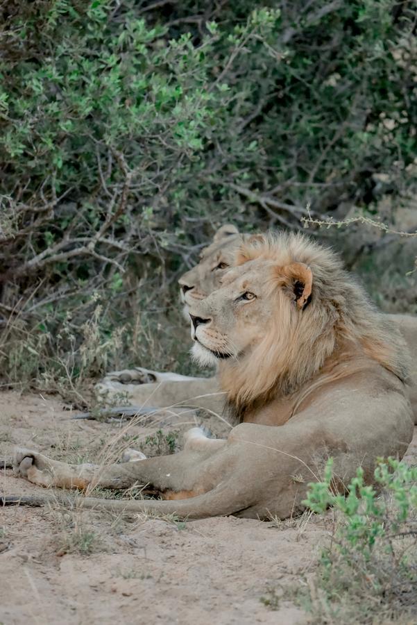 Moditlo River Lodge Hoedspruit Ngoại thất bức ảnh